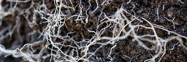 Cannabis roots close up.